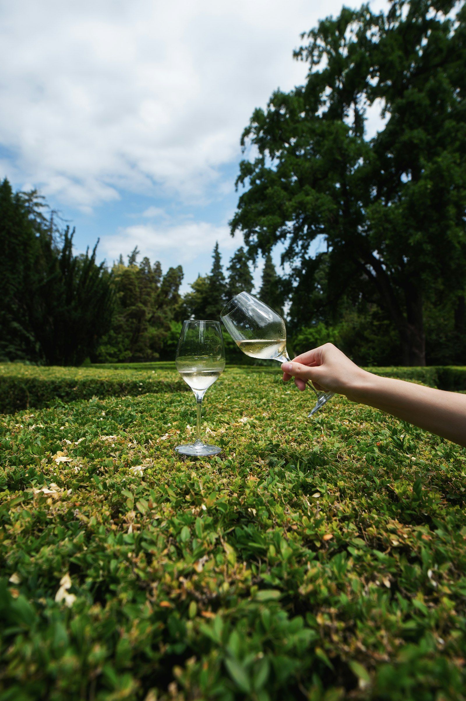 Two glasses of Kakhetian white wine raised over a clipped garden hedge
